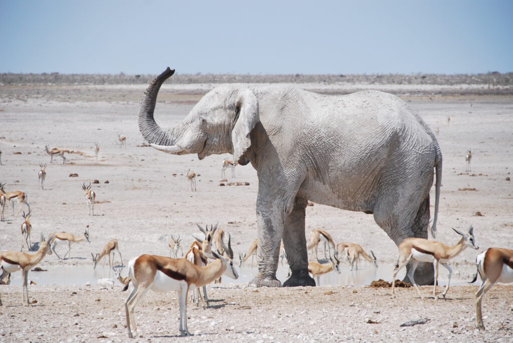 Yogasafari in Namibia, Januar 2024