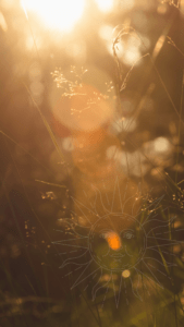 Somatic Sun Solstic
